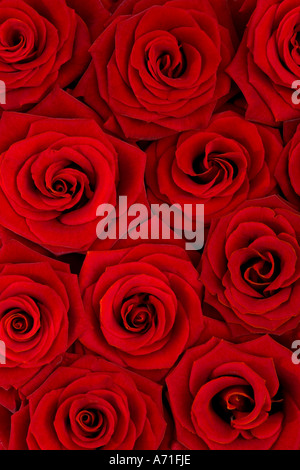 Full-Frame-Schuss reichen tief dunkel rote Rosen hautnah. Stockfoto