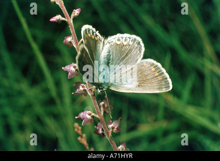 Zoologie / Tiere, Insekten, Schmetterlinge, gemeinsame blau (Polyommatus Icarus), in Blüte, Vertrieb: Nordafrika, Kanaren, Stockfoto