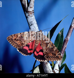 Zoologie / Tiere, Insekten, Schmetterlinge, roten Flügelunterseiten (Catocala Nupta), Zweig, Flügel ausbreiten, Vertrieb: Europa, Asien Stockfoto