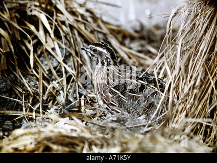 Zoologie / Tiere, Vogelgrippe / Vögel, gemeinsame Wachtel (Coturnix Coturnix), Jungtier im Heu, Vertrieb: Eurasien, Afrika, Madagaskar, Anim Stockfoto