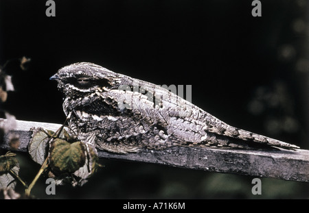 Zoologie / Tiere, Vogelgrippe / Vögel, Europäische Ziegenmelker (Caprimulgus Europaeus), sitzen auf Balken, Vertrieb: North Western Afric Stockfoto