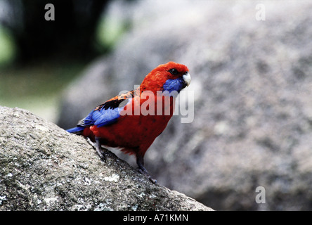 Zoologie / Tiere, Vogelgrippe / Vogel, Crimson Rosella, (Platycercus Elegans), sitzen auf Zweig, Vorderansicht, Vertrieb: Australien Stockfoto