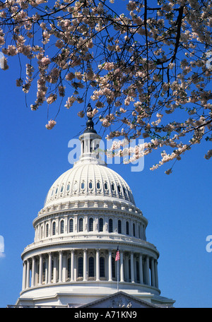 Washington DC, Kapitolgebäude der Vereinigten Staaten, Kirschblüten im Frühling. Capitol Dome außen. Historisches Wahrzeichen der USA an der National Mall. USA Stockfoto