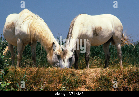 Camargue-Pferd, weiße halbwilde Pferde der Grand Camargue. Frankreich, Provence, Rhone-Delta-Tal. Equus ferus caballus. Alte geschützte Rasse Stockfoto