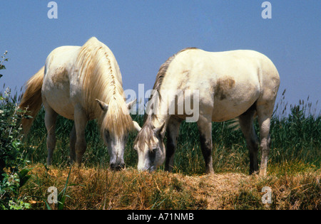 Camargue-Pferde weiden. Die antike Rasse von Halbwild-Pferden im Rhone-Delta 0f Provence Frankreich. Pferde der Grand Camargue. Equus Stockfoto