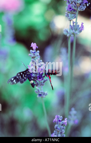 Schmetterling auf Lavendelblüte. Zwei Schmetterlinge, ein weißer und ein rot gefleckter schwarzer Schmetterling auf einem Lavandula in Spoleto, Italien Stockfoto