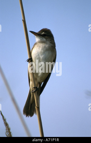 Zoologie / Tiere, Vogelgrippe / Vögel, Drosselrohrsänger, (Acrocephalus Arundinaceus), sitzen auf Reed, Vertrieb: Europa, Afrika Stockfoto