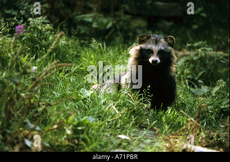 Zoologie / Tiere, Säugetier / Säugetier, Marderhund, (Nyctereutes Procyonoides), sitzen im Holz, Verbreitung: Asien, Europa, (Si Stockfoto