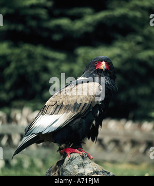 Zoologie / Tiere, Vogelgrippe / Vögel, Bateleur, (Terathopius Ecaudatus), sitzen auf Stein, Verbreitung: Tropisches Afrika, Tier, Bi Stockfoto