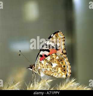 Zoologie / Tiere, Insekten, Schmetterlinge, Distelfalter, (Cynthia Cardui), in Blüte, Seitenansicht, Vertrieb, weltweit ohne A Stockfoto