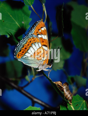 Zoologie / Tiere, Insekten, Schmetterlinge, Poplar Admiral (Limenitis Populi), im Werk, frisch geschlüpft, Seitenansicht, Vertrieb: wir Stockfoto