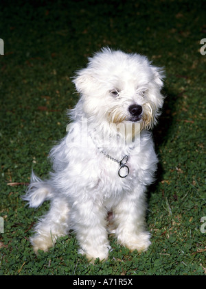 Zoologie / Tiere, Säugetier / Säugetier-, Hunde (Canis Lupus Familiaris), Malteser Hund, Terrier, sitzend im Rasen, Wiese, weiß, Ani Stockfoto