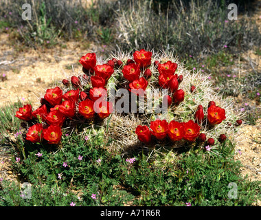 Botanik, Kakteen, (Cacataceae), Golden Barrel Cactus, (Echinocactus), mit vielen roten Blüten auf Wiese, USA, Amerika, Kalifornien, J Stockfoto