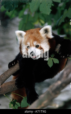 Zoologie / Tiere, Säugetier / Säugetier-, fire Fox, (Ailuridae), Red Panda (Ailurus Fulgens), Cub, Baum, Vertrieb: Nepal, B Stockfoto