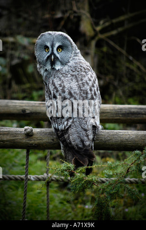 Öffnen Sie einen großen grau-Eule, STRIX NEBULOSA in der Skansen Air Museum und Zoo in Stockholm, Schweden Stockfoto