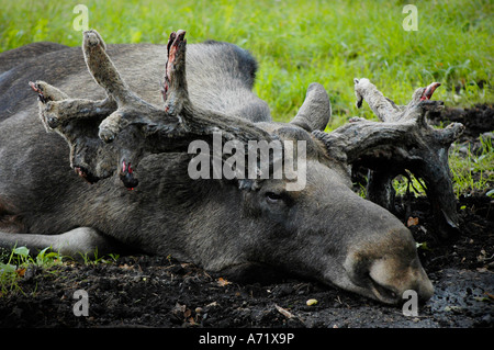 Vor der Paarung im Oktober reibt der männlichen Elch seine Hörner blutig gegen Bäume Stockfoto