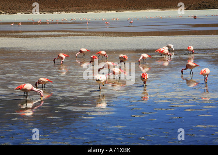 Flamingos Laguna Hedionda Bolivien Stockfoto