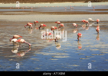 Flamingos Laguna Hedionda Bolivien Stockfoto