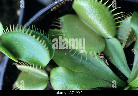 Venus Fliegenfalle Dionaea muscipula Stockfoto