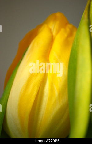 Gelbe Tulpe Blume auf einem grauen Hintergrund Stockfoto