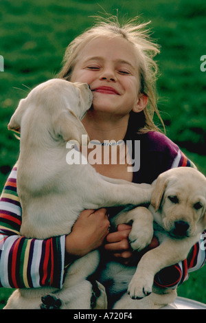 Junges Mädchen mit zwei acht Wochen alten gelben Labrador Welpen als einer der Welpen leckt ihr Gesicht Stockfoto