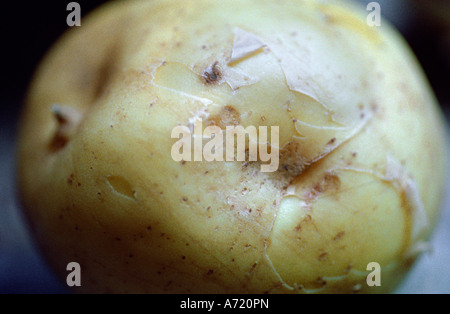 Kartoffelschale auf der Außenseite Stockfoto