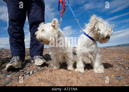 Zwei West Highland Terrier an der Leine mit Mann s Beine neben ihnen Schottland Stockfoto