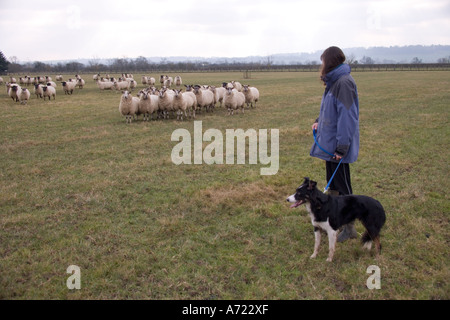 Einsame Frau, die ihren Hund vernünftig an der Leine in einem Bereich mit Schafen Bucks England Stockfoto