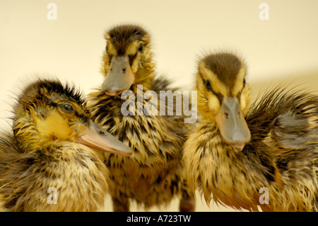 Drei Baby Stockente Entenküken der wissenschaftliche Name für diese Art der Ente ist Anas Platyrhynchos platyrhynchos Stockfoto