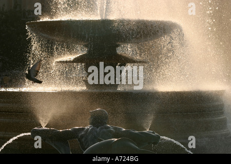 Eine Taube fliegt vorbei an einem Brunnen am Trafalgar Square Stockfoto