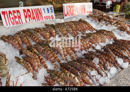 Tigergarnelen auf dem Display in ein Fischrestaurant. Patong. Phuket, Thailand. Stockfoto