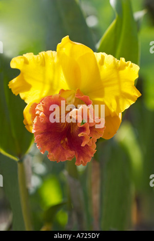 Gelbe Orchidee Hybrid. Thailand. Stockfoto