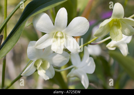Weiße Orchidee. Thailand. Stockfoto