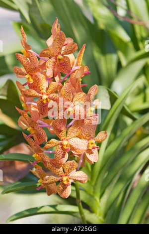 Orchidee in voller Blüte. Thailand. Stockfoto