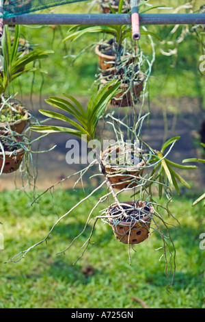 Orchideen wachsen auf einem Bauernhof. Phuket, Thailand. Stockfoto