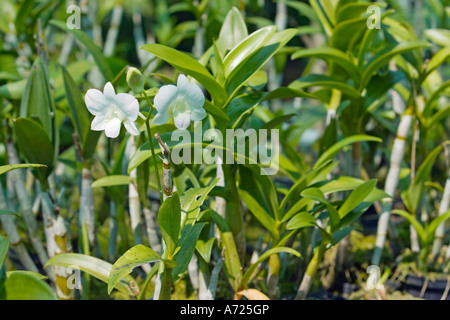 Weiße Orchideen. Thailand. Stockfoto