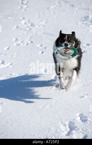 Border-Collie laufen im Schnee mit Spielzeug-Ring in seinem Maul Brora Schottland Stockfoto