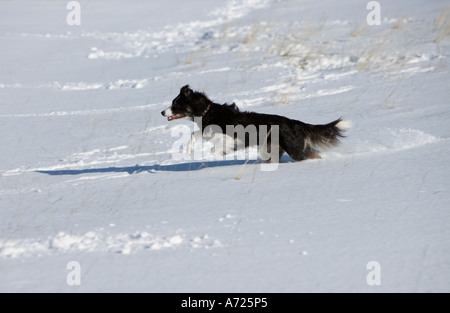 Border-Collie laufen und springen freudig in Schnee Brora Schottland Stockfoto