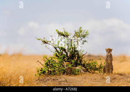 Geparden in Sonne Sonnenschein in Savanne im Freien in wilden Masai Mara National Nature Reserve Kenia in Ostafrika Stockfoto