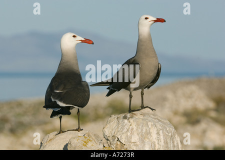 Heermann Möwe (Larus Heermanni) Rasa Insel, Meer von Cortez, Baja California, Mexiko Stockfoto