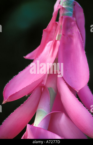 Martinique, Jardin de Balata, Bromelia Stockfoto