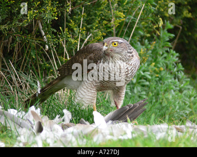 Weibliche Sperber Accipiter Nisus Fütterung auf Kragen Taube Beute Stockfoto