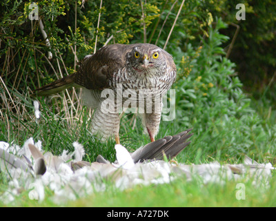 Weibliche Sperber Accipiter Nisus Fütterung auf Kragen Taube Beute Stockfoto