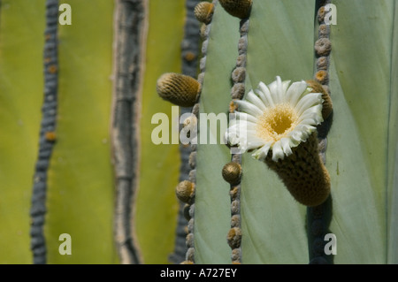 Cardon Cactus Flower (Pachycereus Pringlei) Baja California, Sea of Cortez, Mexiko Stockfoto