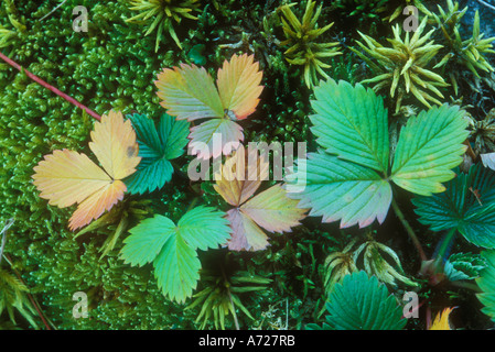 Muster der Erdbeere Blätter im Herbst Stockfoto
