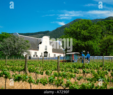 Arbeiter in den Weinbergen am Groot Constantia Homestead und Estate Kapstadt Provinz Western Cape in Südafrika Stockfoto