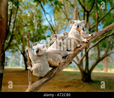 Koalas in Lone Pine Sanctuary Brisbane Queensland Australien Stockfoto