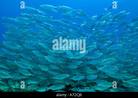 Schwarm von silbrige Fische Stockfoto