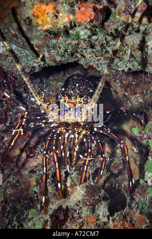 Nahaufnahme von Hummer in einer Höhle versteckt Stockfoto