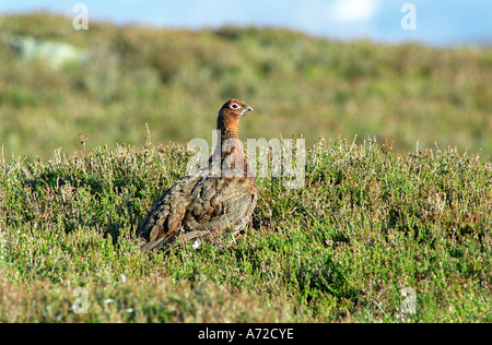 Einzelnes Rothühnchen auf schottischen Heidemooren. Braemar, Cairngorms National Park Schottland großbritannien Stockfoto